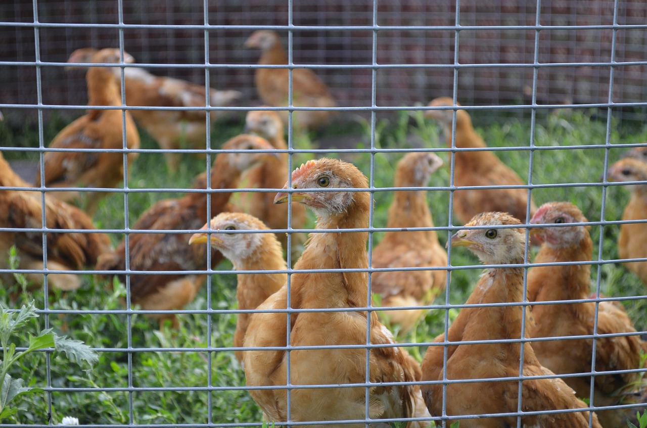 Image - chicken chickens aviary eyes