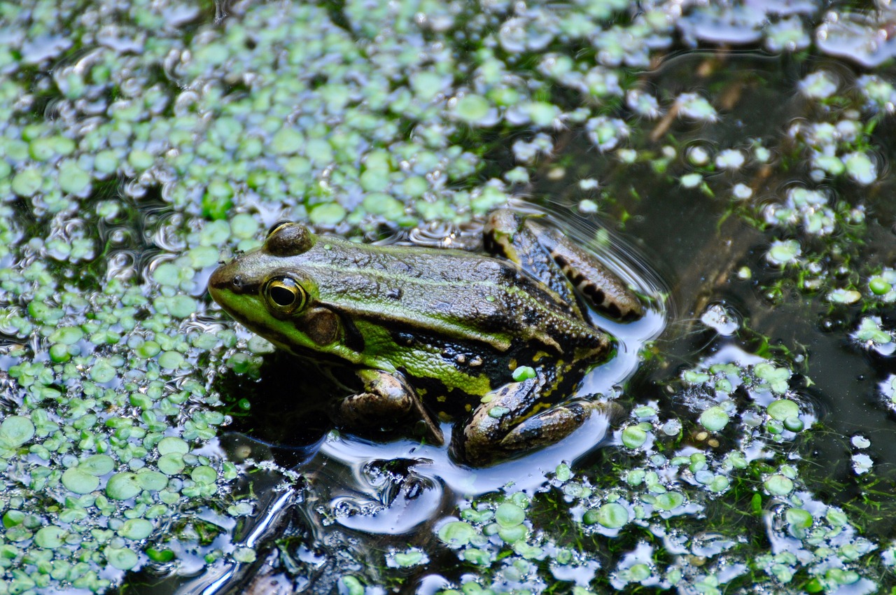 Image - frog pond waterweed green nature