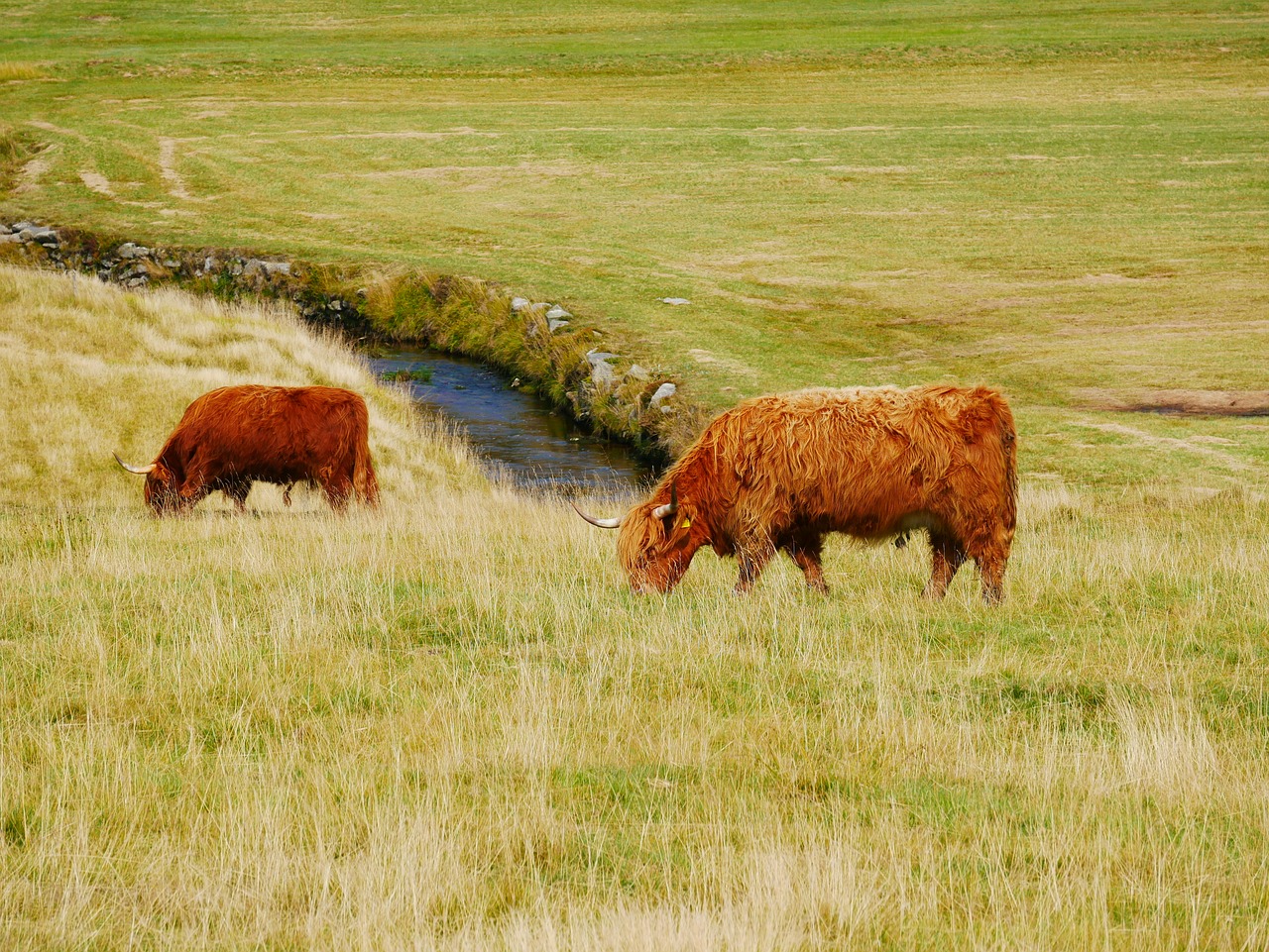 Image - feast animal pasture corners