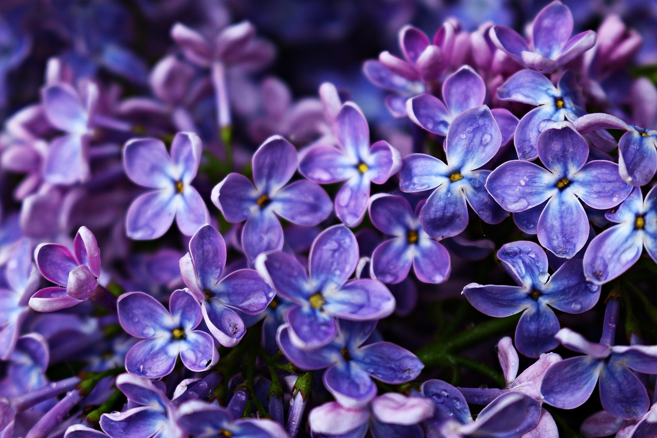 Image - lilac blossom bloom flower