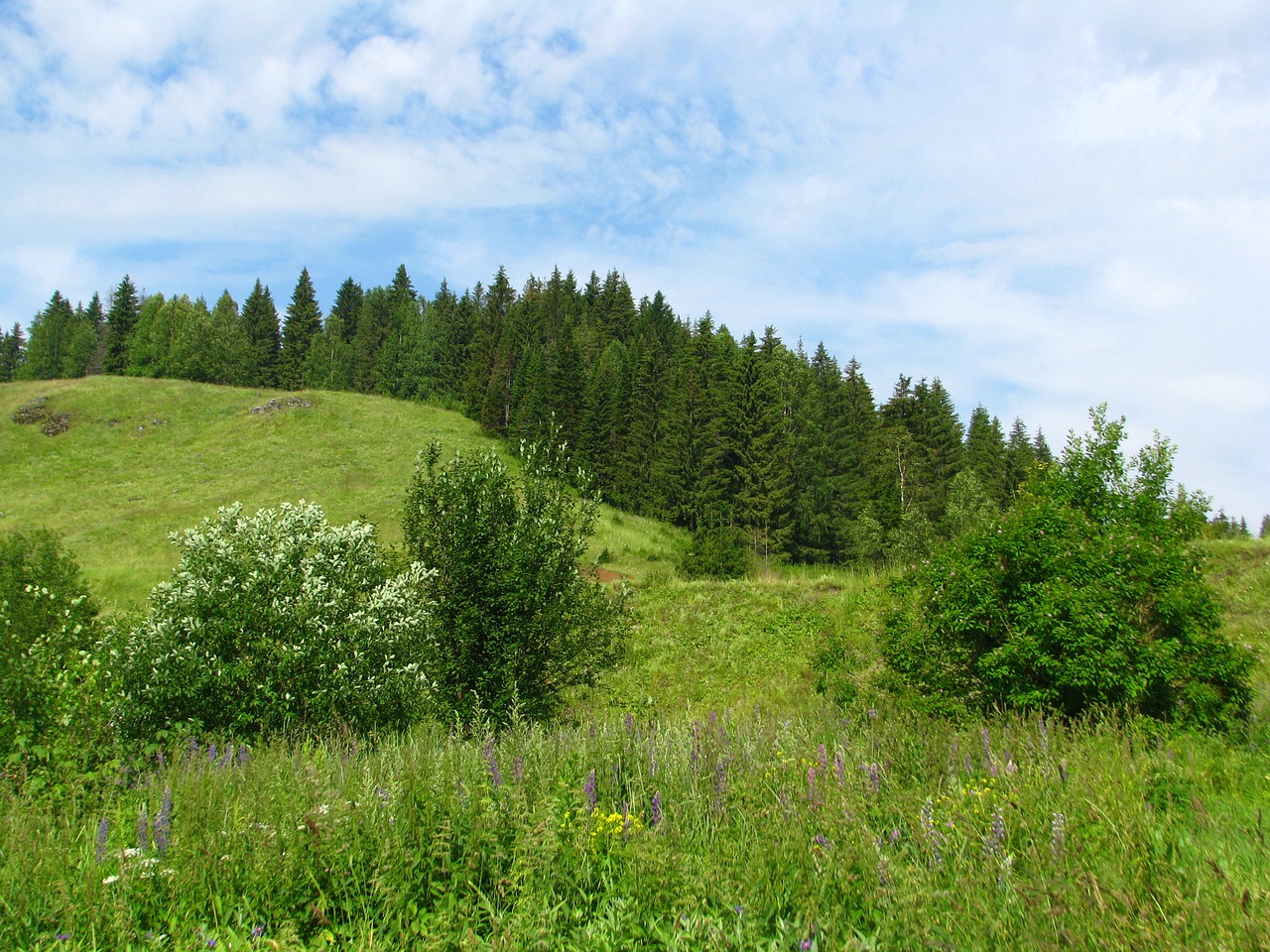 Image - forest nature summer landscape