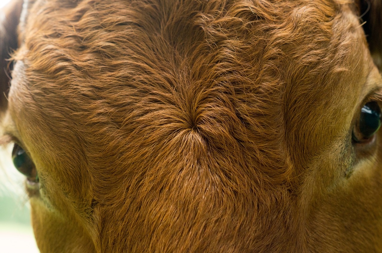 Image - paarhufer eyes close cow beef