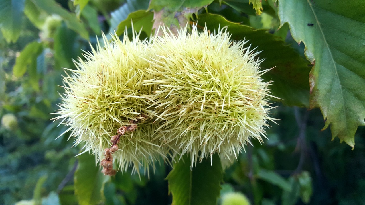 Image - chestnuts autumn september italy
