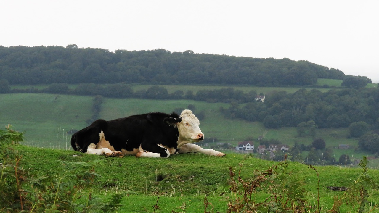 Image - cow black rest meadow rural