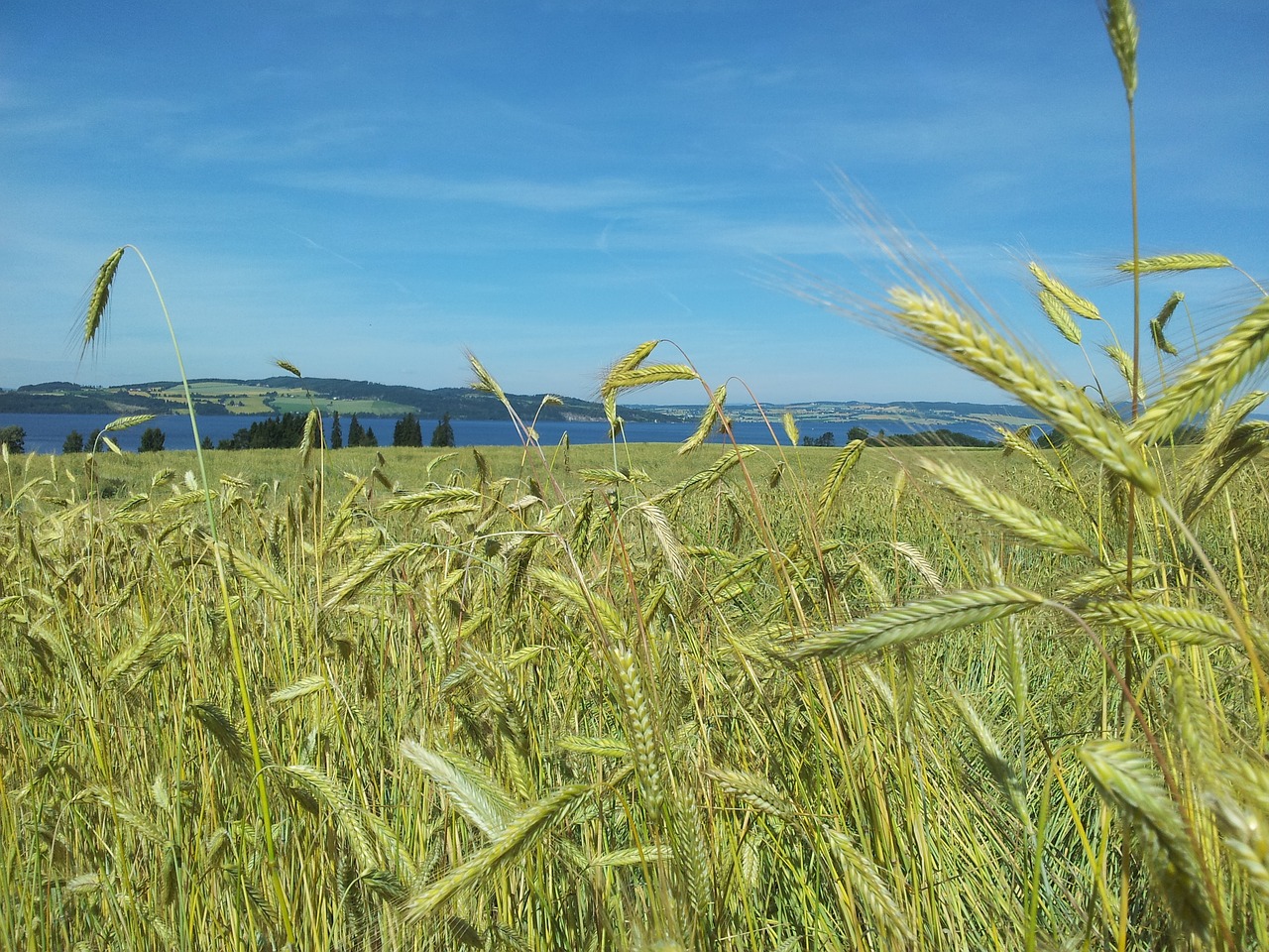 Image - building straw grain grass summer