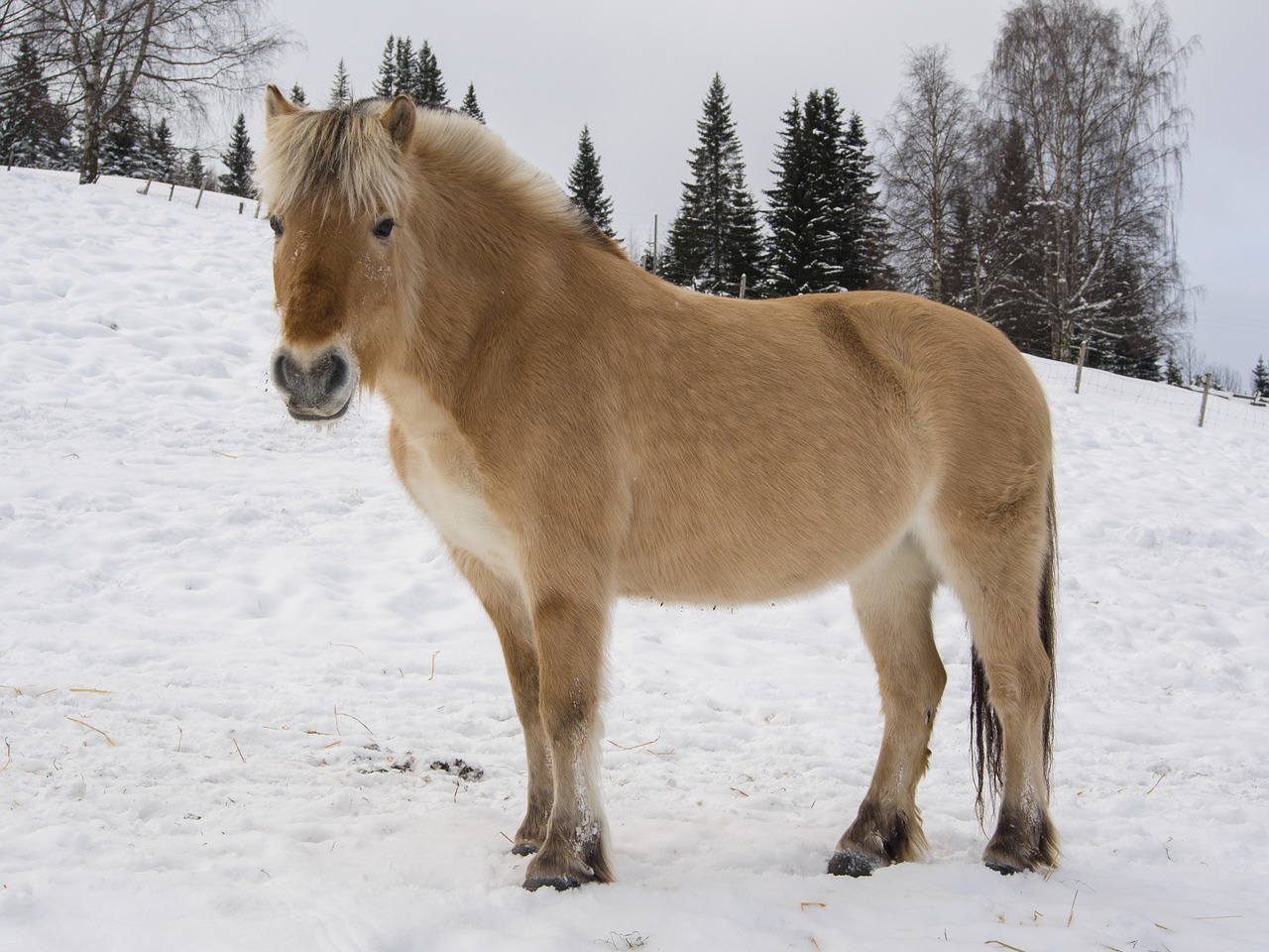 Image - horse norwegian fjord horse winter