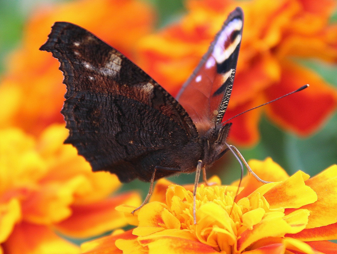 Image - butterfly painted peacock insect