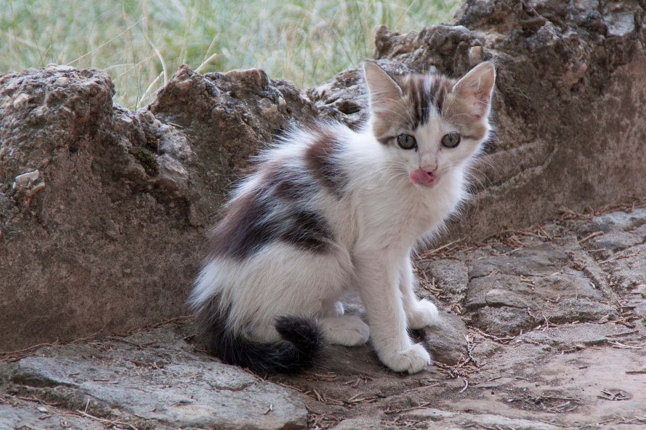 Image - cat relamiendo puppy