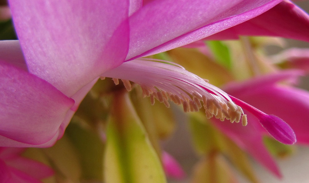 Image - flower indoor cacti pink bloom