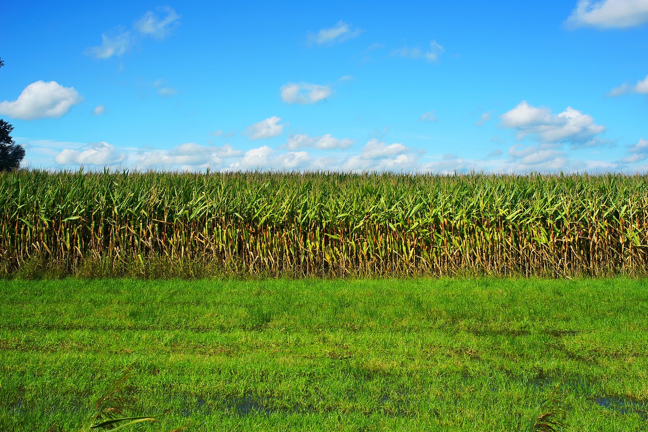 Image - corn cornfield late summer