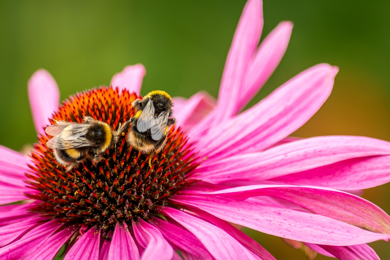 Image - bee flower bumblebee insect pollen