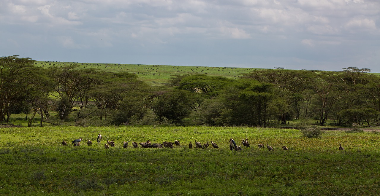 Image - ngorongoro conservation area tanzania