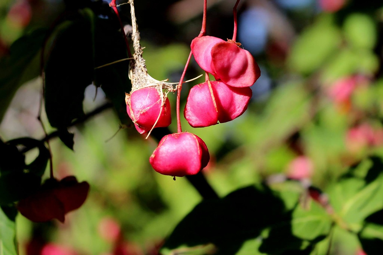 Image - earrings aqil plant