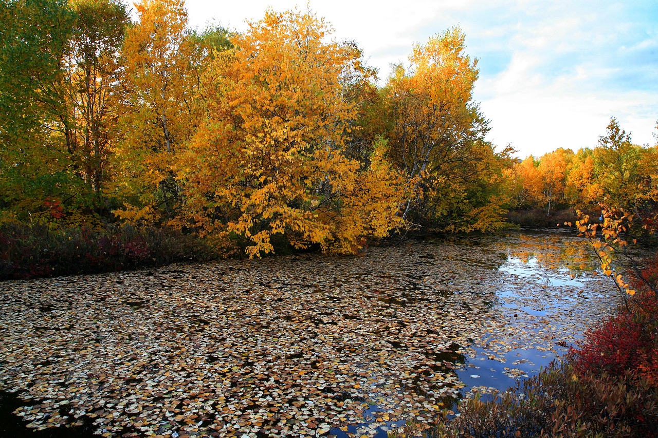 Image - autumn fallen leaves lake water