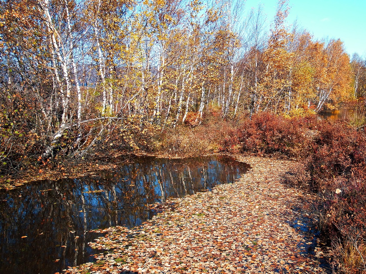 Image - autumn fallen leaves lake water