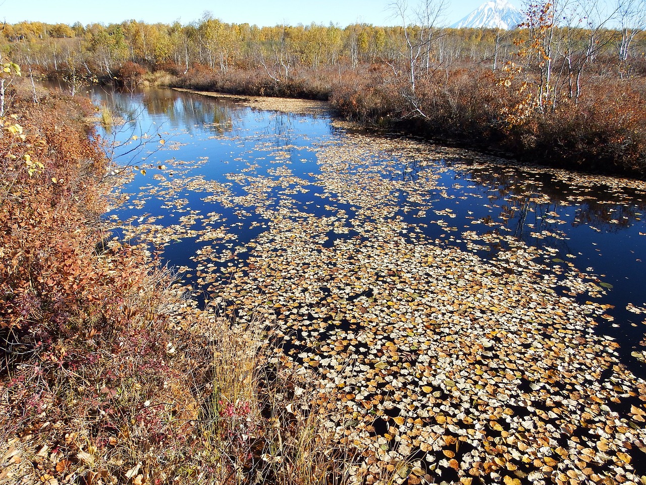 Image - autumn fallen leaves lake water