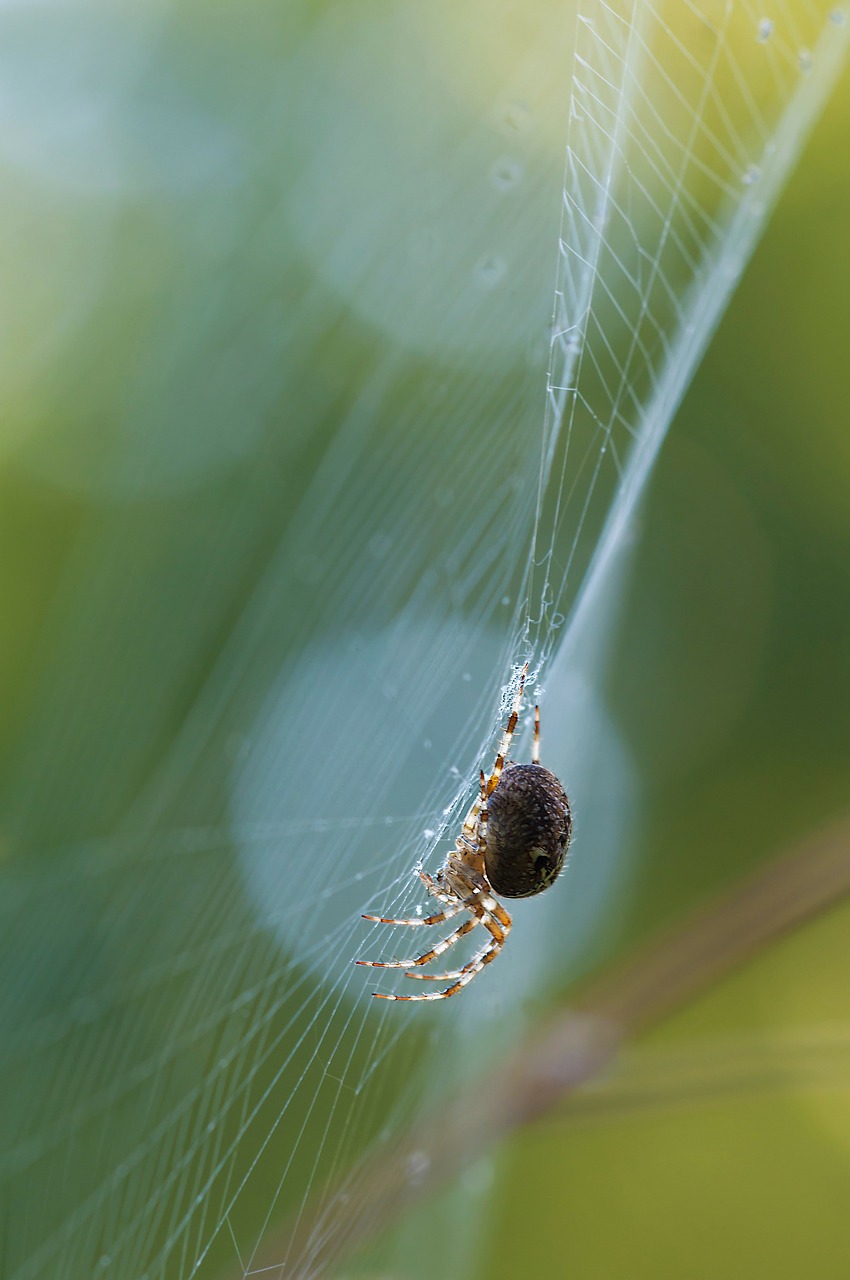 Image - schilfradspinne spider
