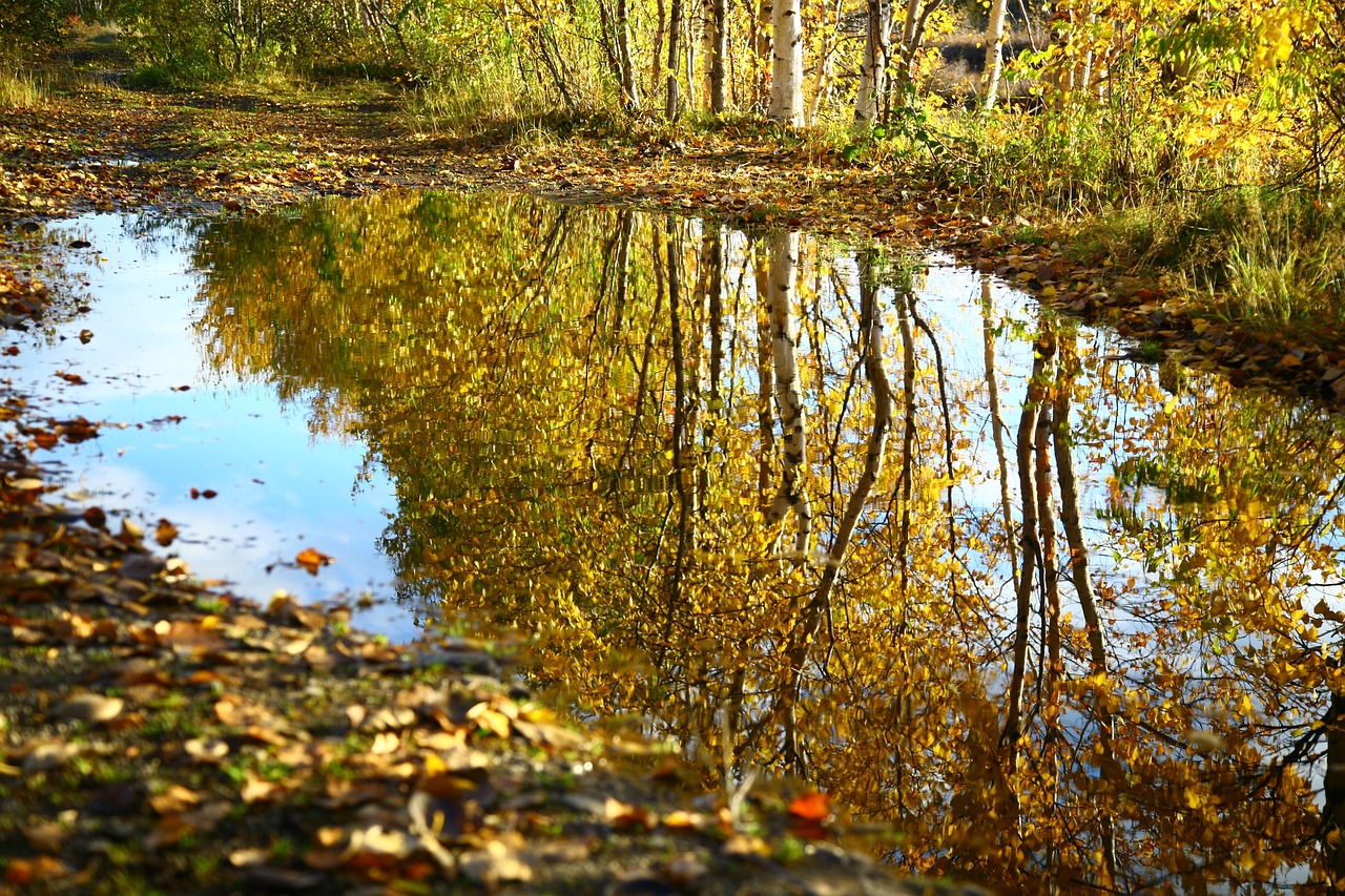 Image - autumn fallen leaves lake water