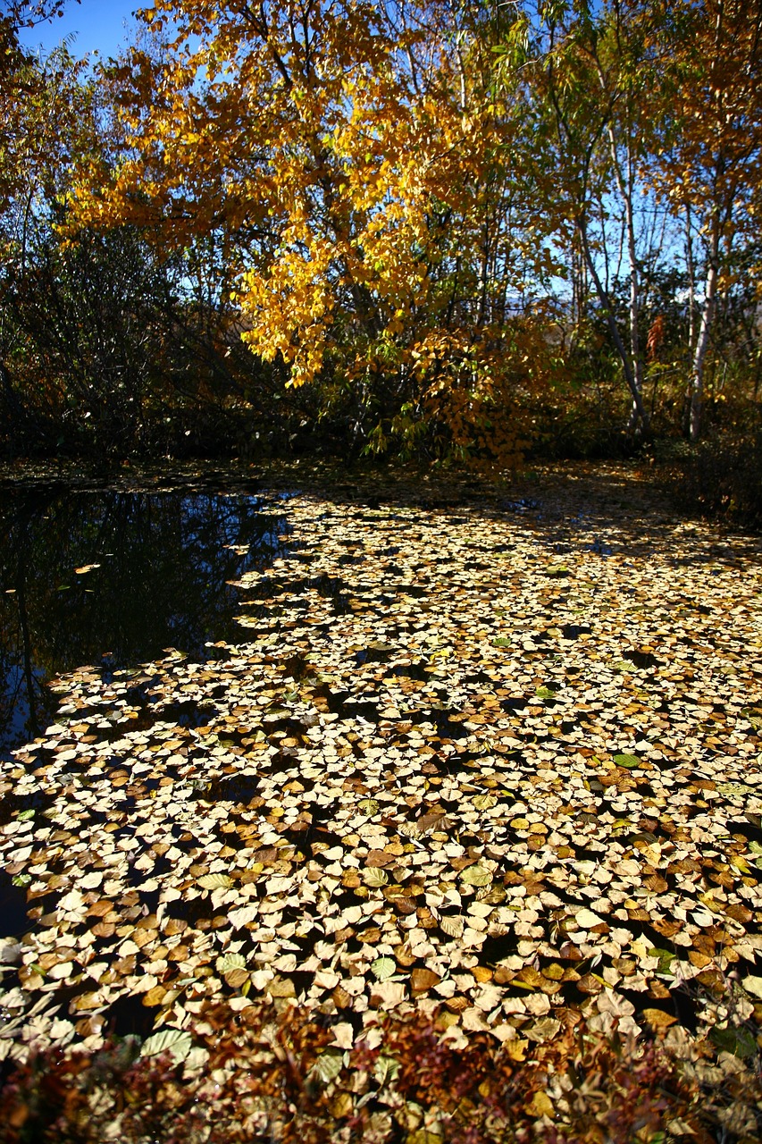 Image - autumn fallen leaves lake water