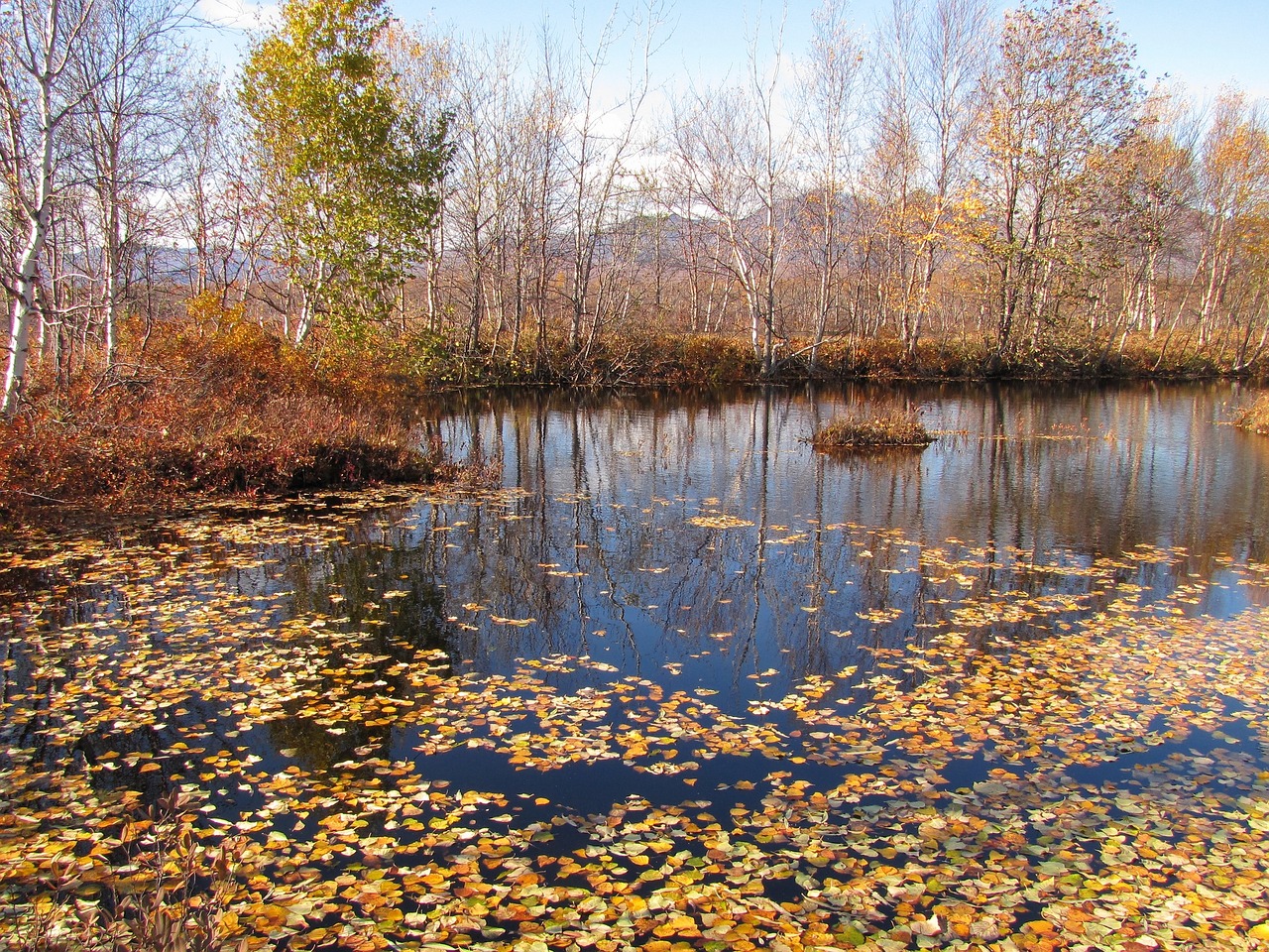 Image - autumn fallen leaves lake water