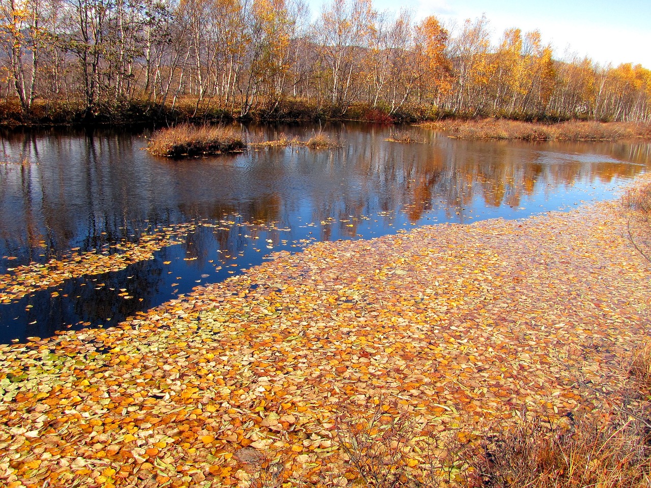 Image - autumn fallen leaves lake water