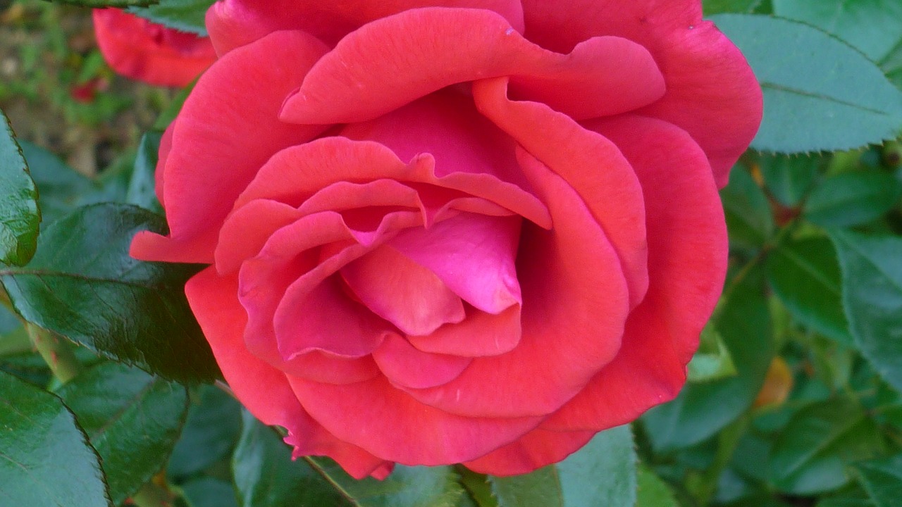 Image - rose flower red blossom bloom