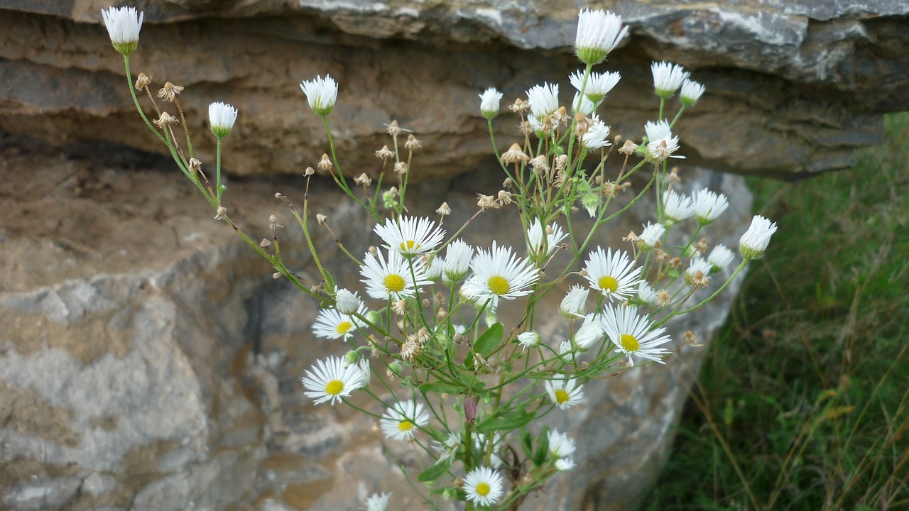 Image - mountain aster wild flower tiny