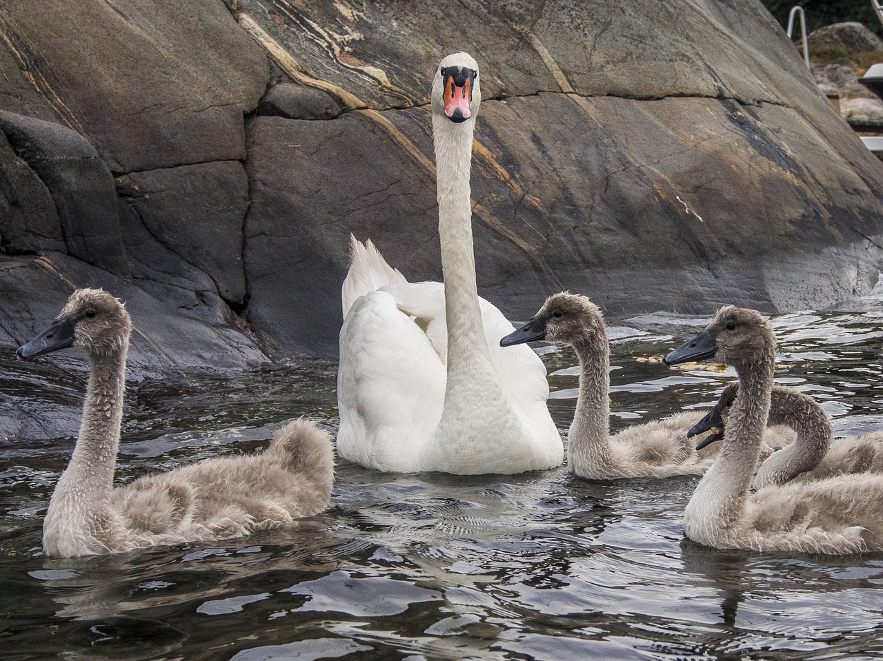 Image - swan bird svaneunge water swans