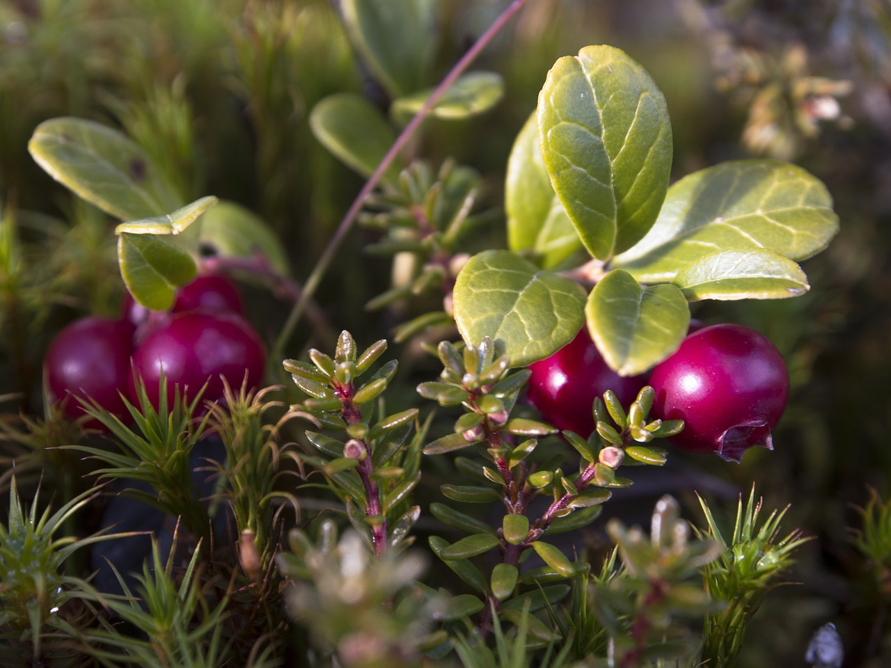 Image - cranberries heather norwegian nature