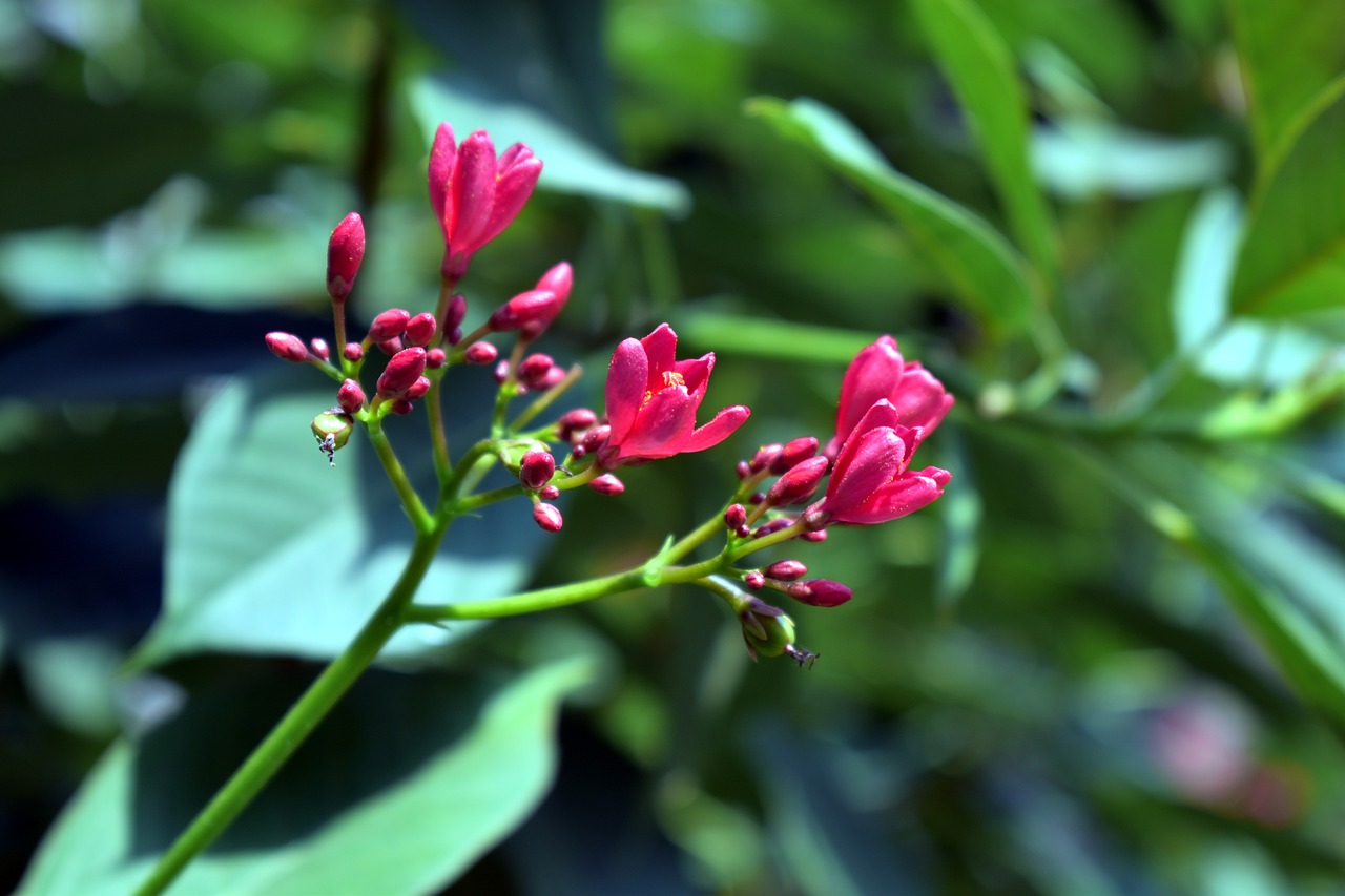 Image - peregrina spicy jatropha shrub