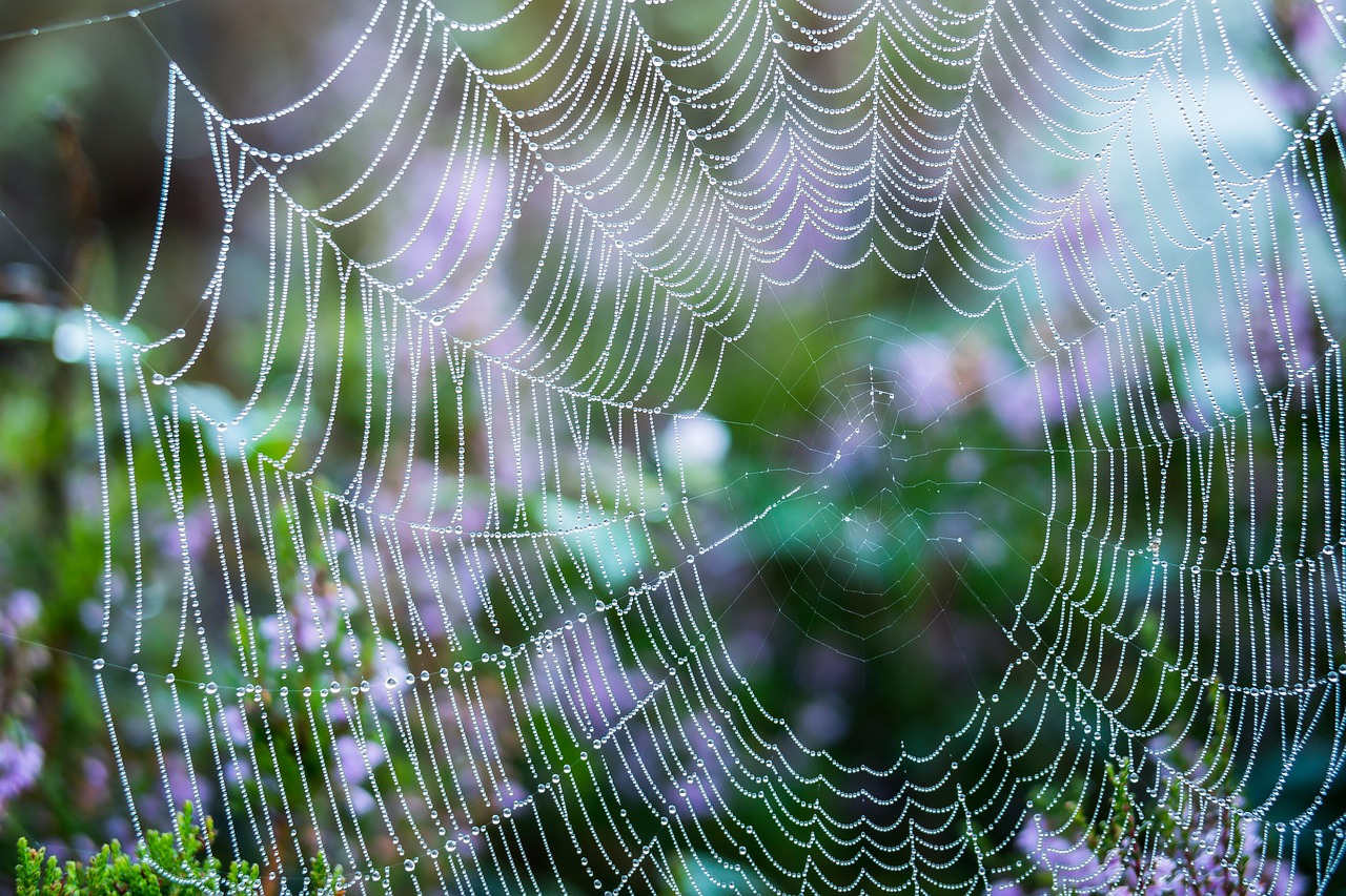 Image - cobweb drip dew dewdrop spectrum