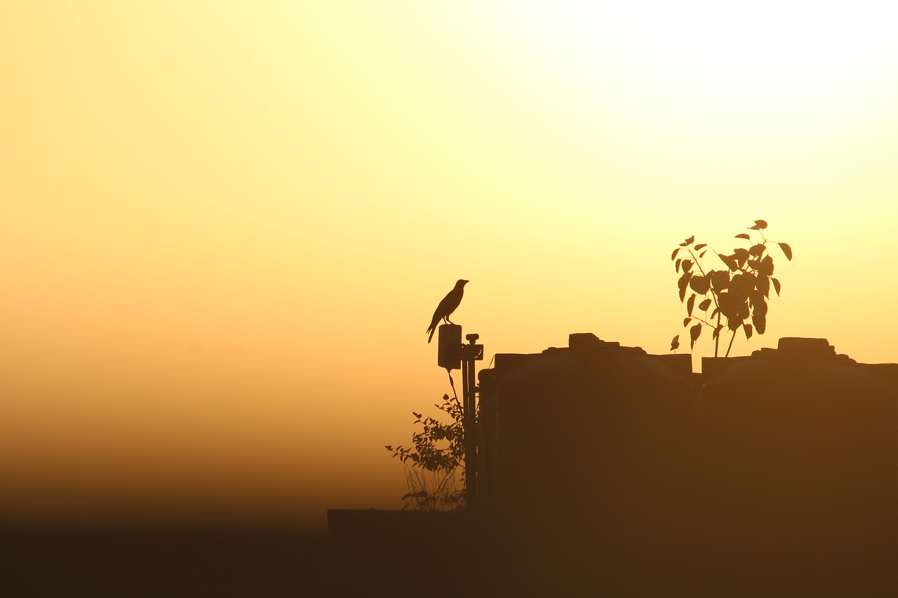 Image - crow sunset sunrays sunkissed
