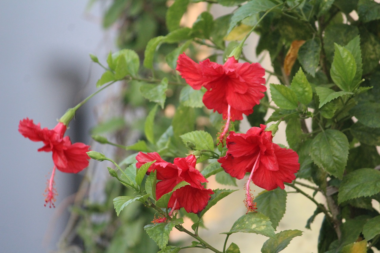 Image - hibiscus china rose flower red