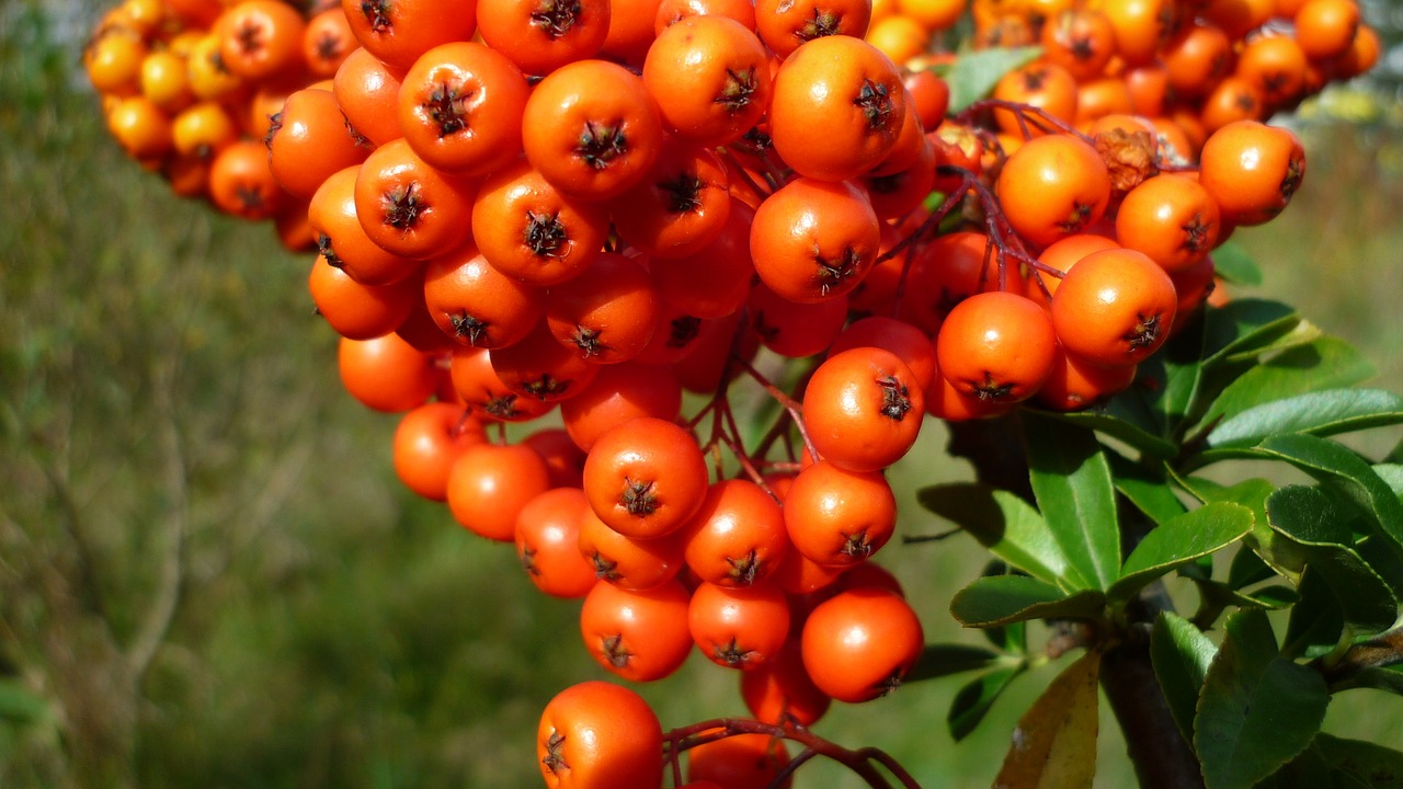 Image - berries sea buckthorn wild plant