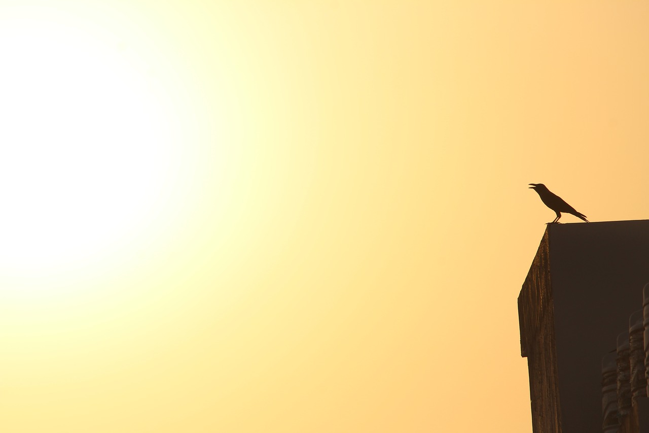 Image - crow sunset dawn shadow