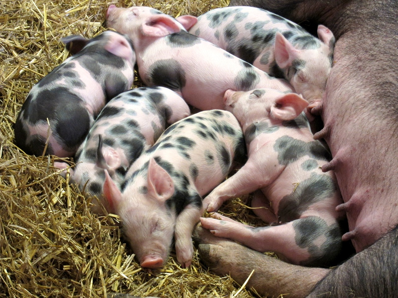 Image - piglets farm pig livestock pink