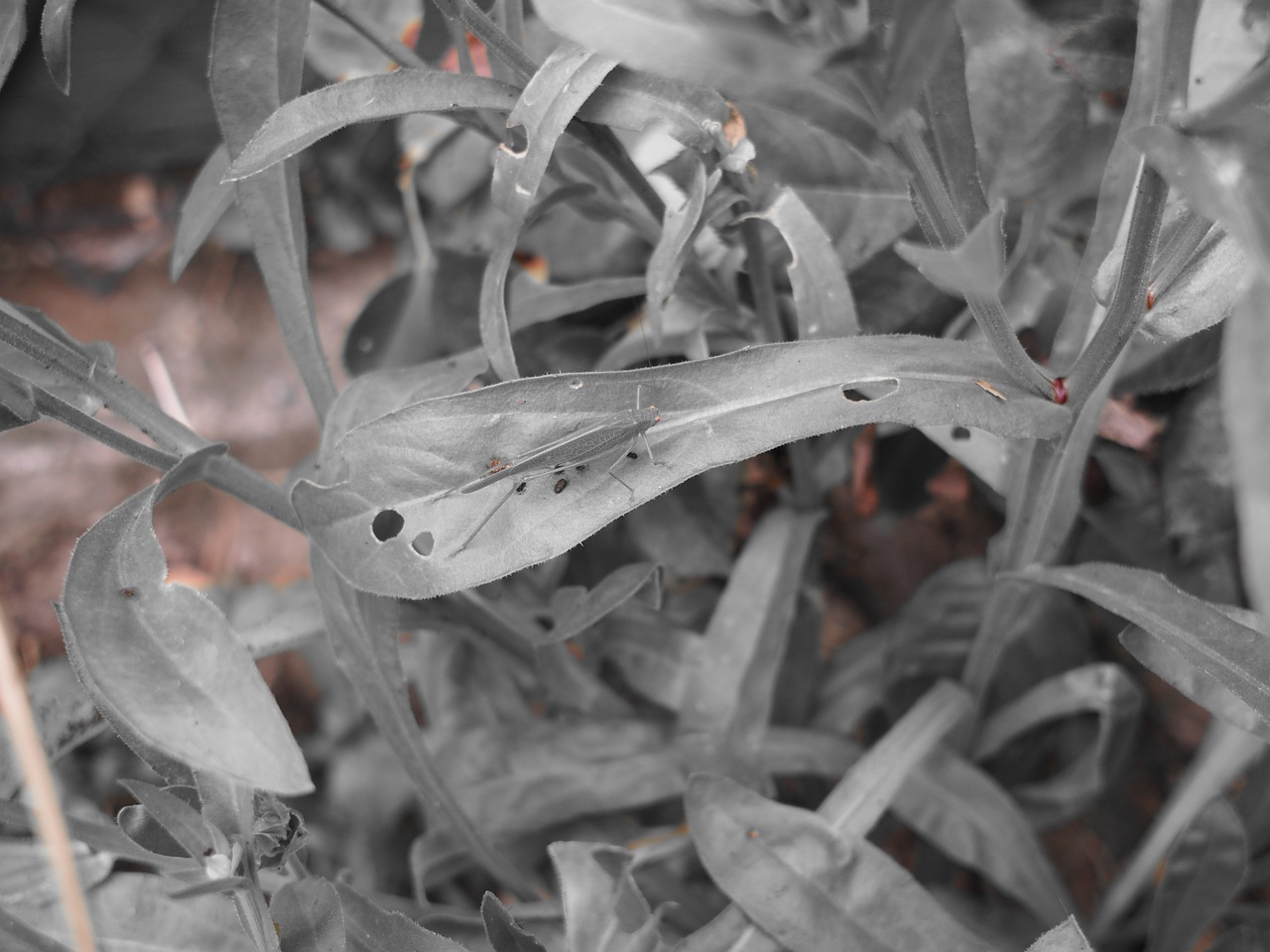 Image - grasshopper green effect close