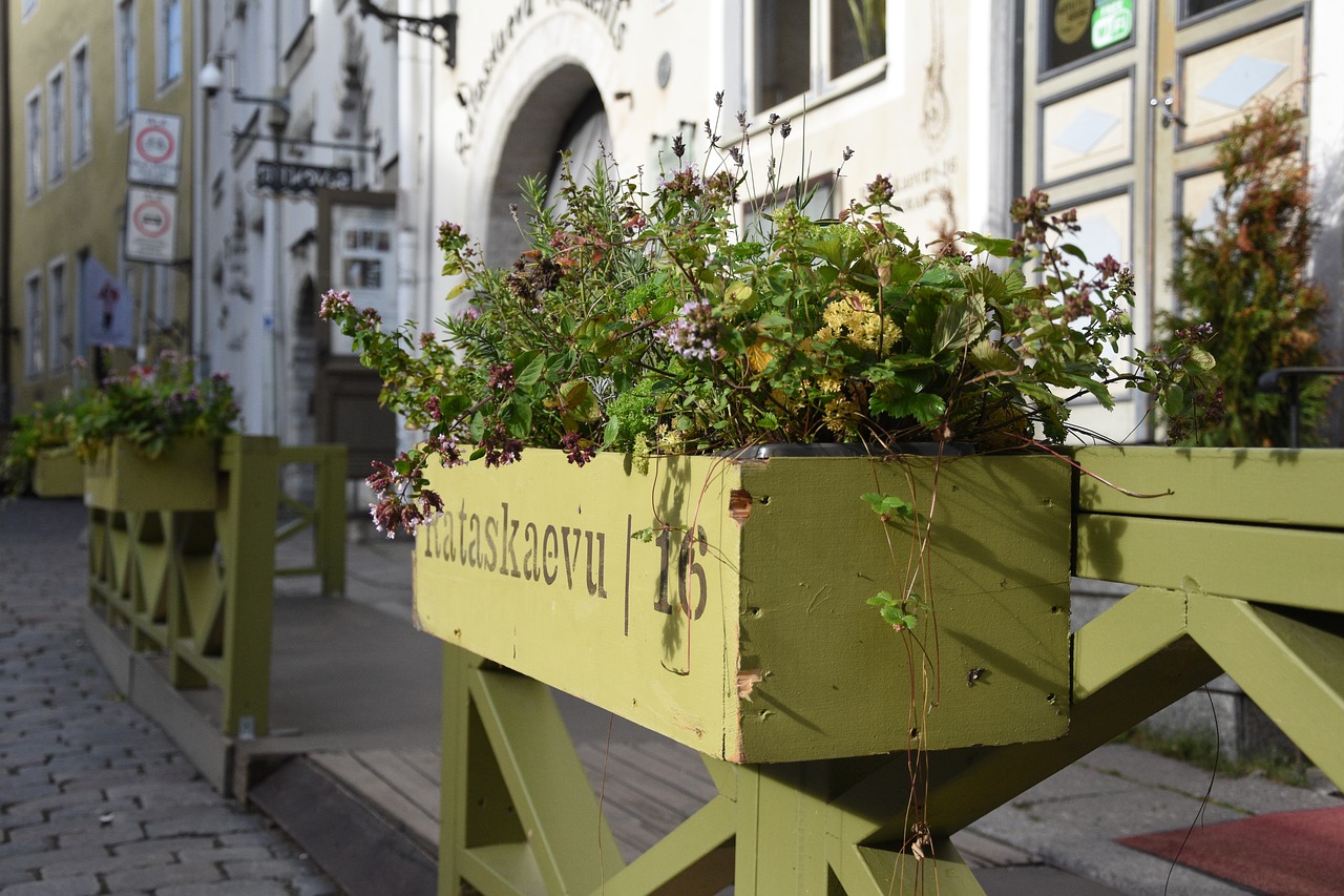 Image - herbs box cobbles plant leaf
