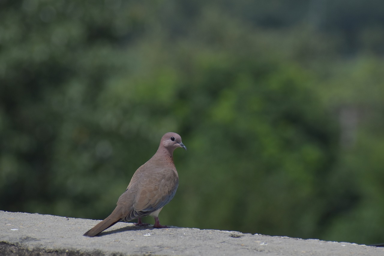 Image - mourning dove columbidae brown dove