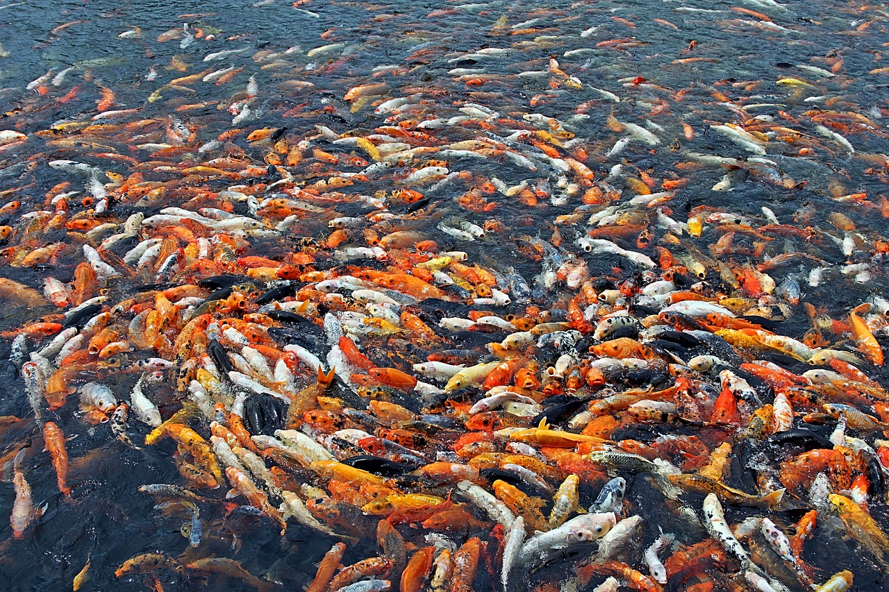 Image - fish many fish many china water