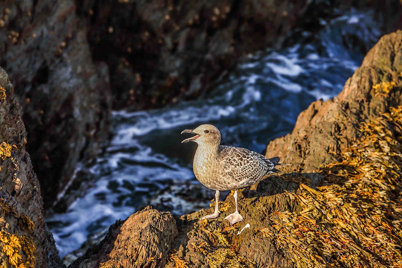 Image - seagull ocean rocks coast nature