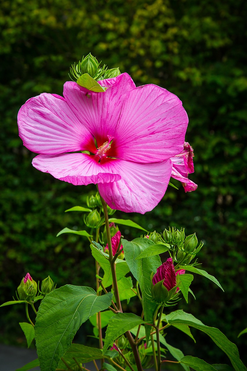 Image - hibiscus marshmallow mallow