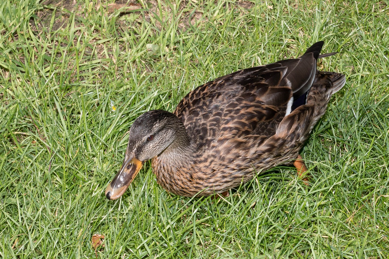 Image - duck park water bird swim mallard