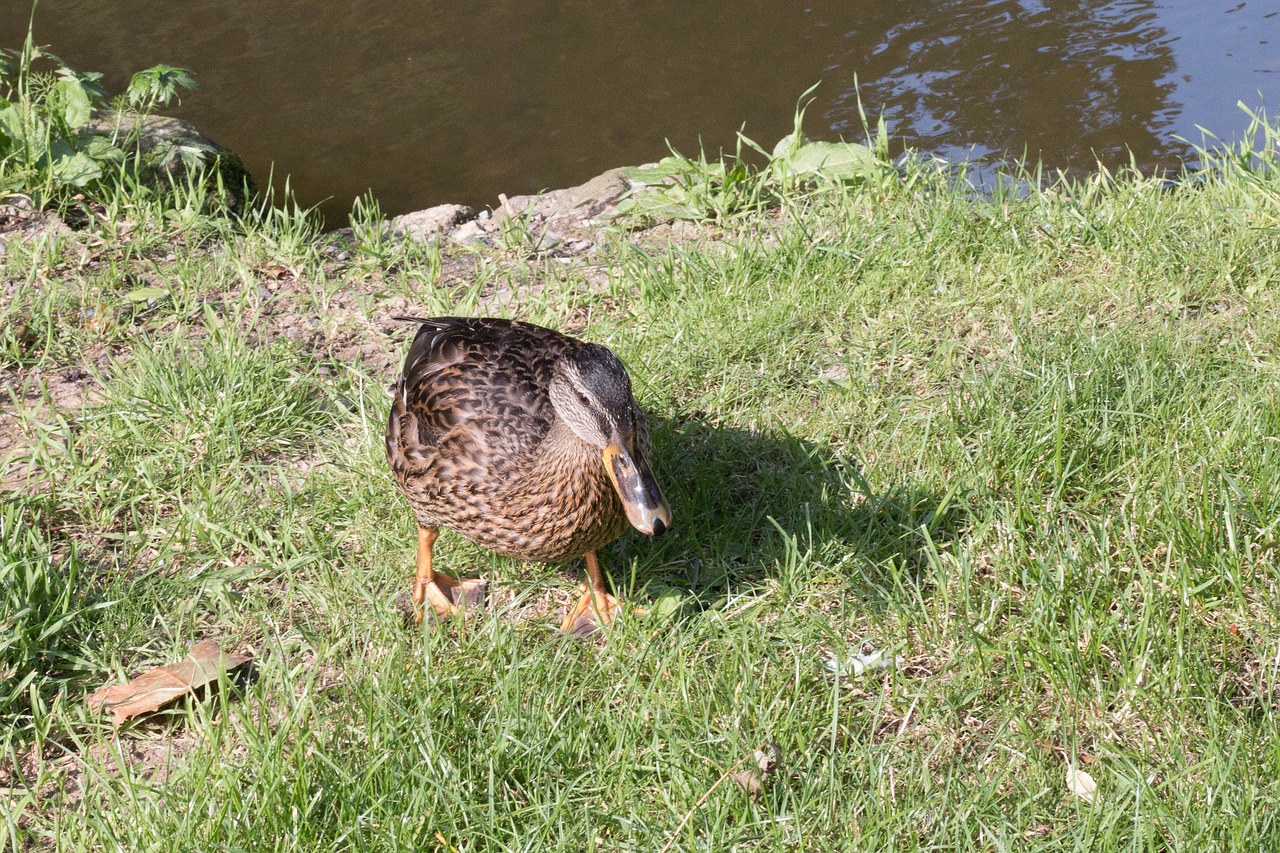 Image - duck park water bird swim mallard