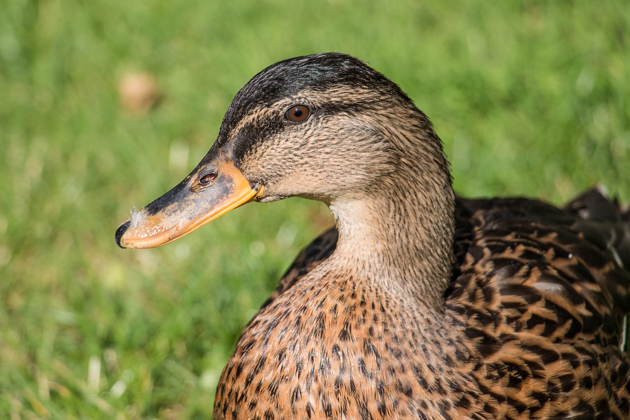 Image - duck park water bird swim mallard