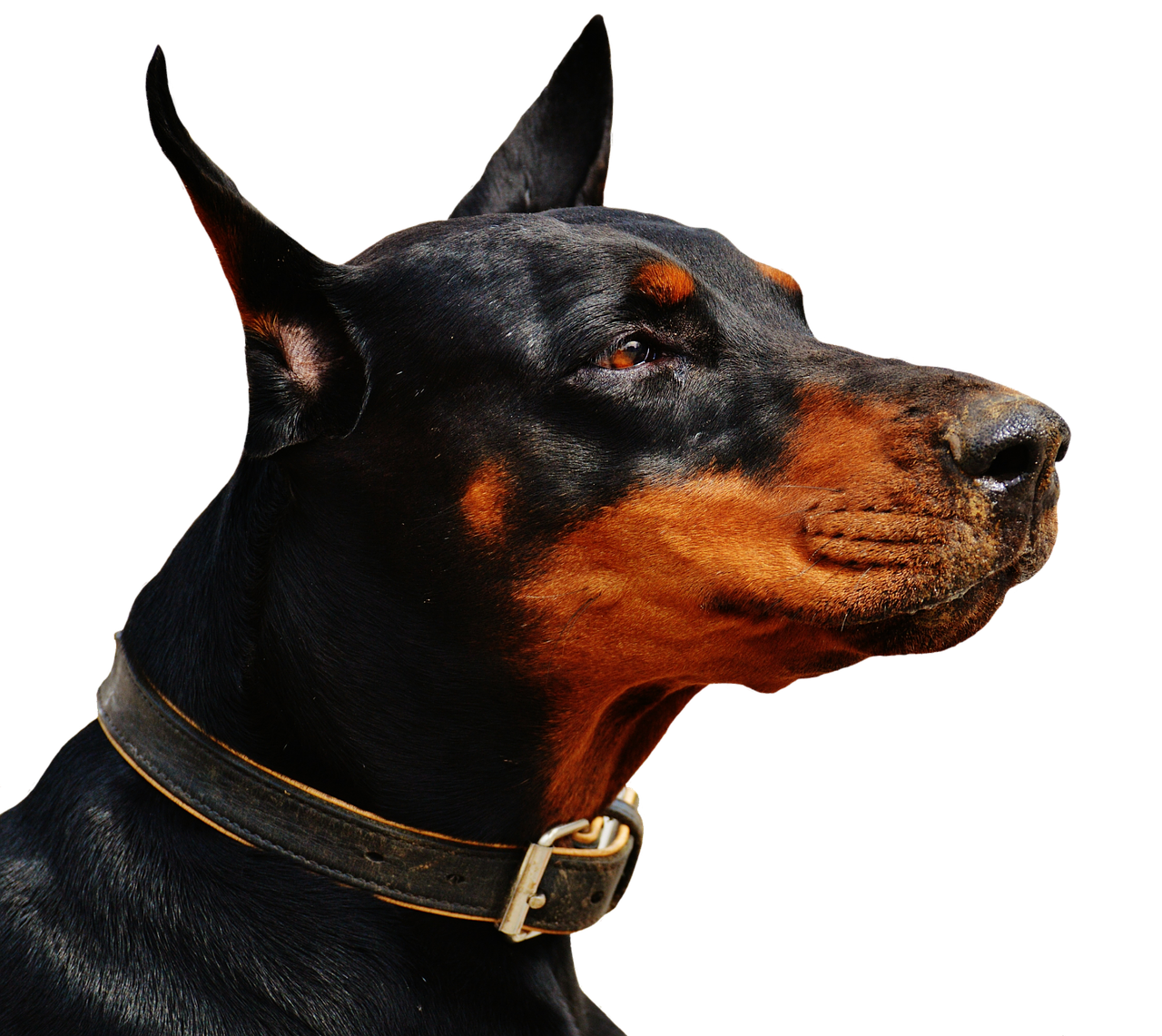 Image - doberman dog animal world animal