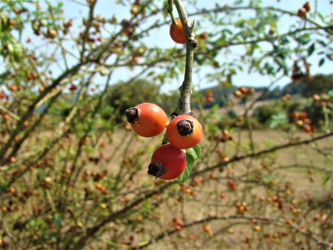 Image - fruit nature rosehip garden fresh