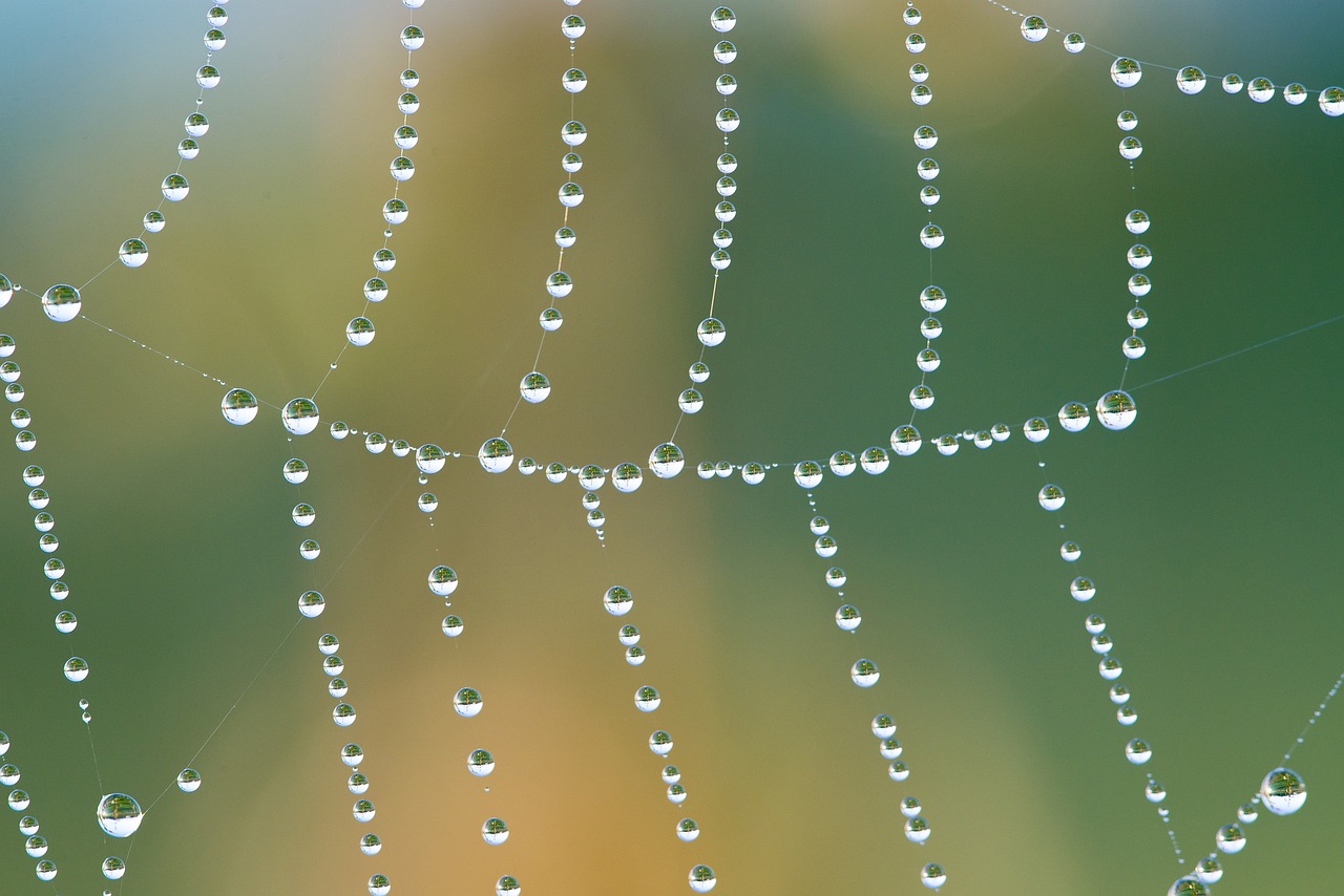 Image - cobweb network dewdrop drip