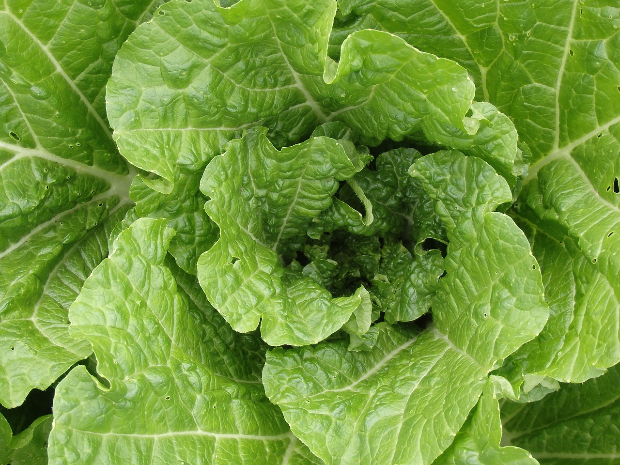 Image - chinese cabbage young salad häuptel