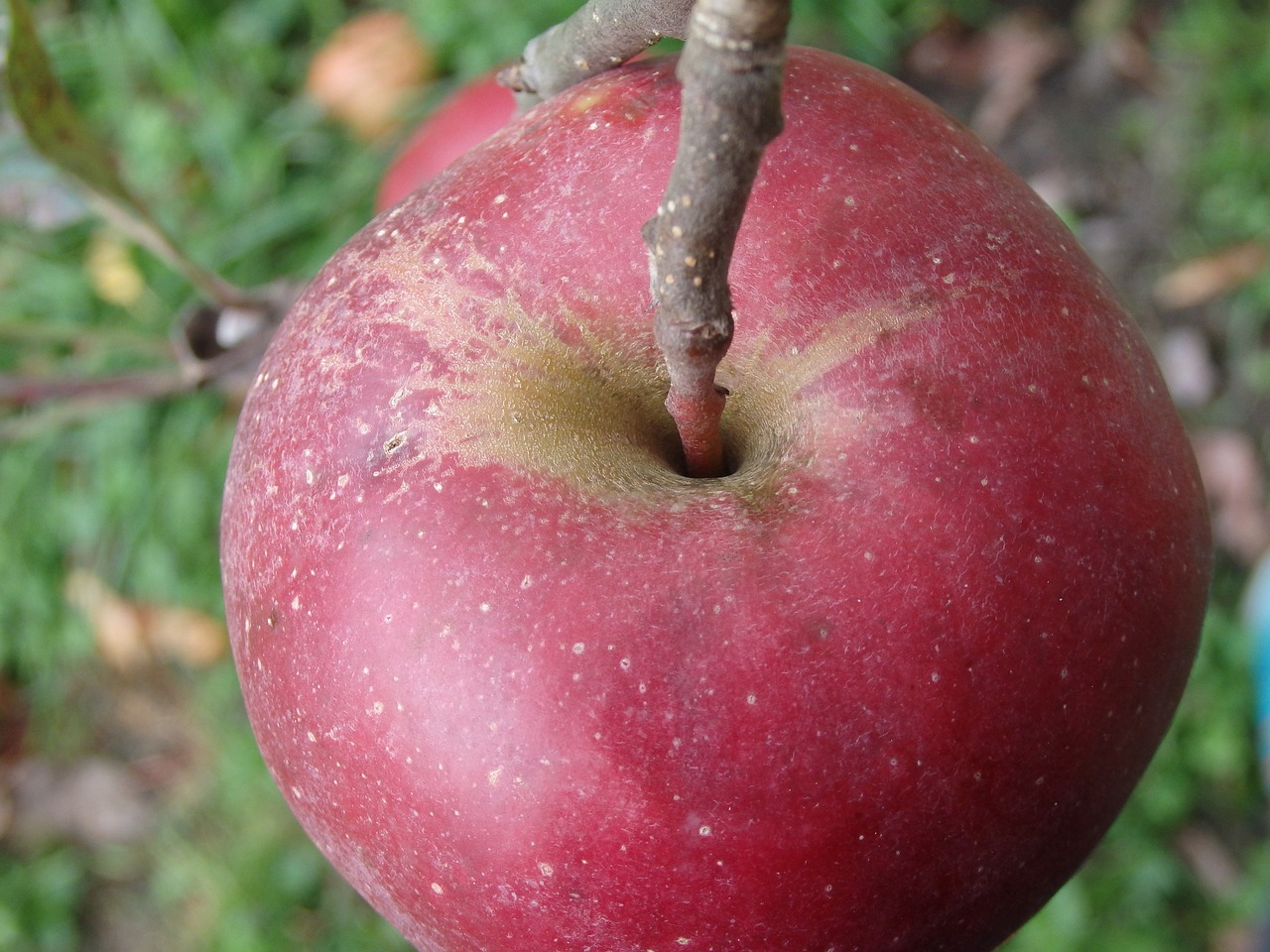 Image - apple stengel stalk red fruit